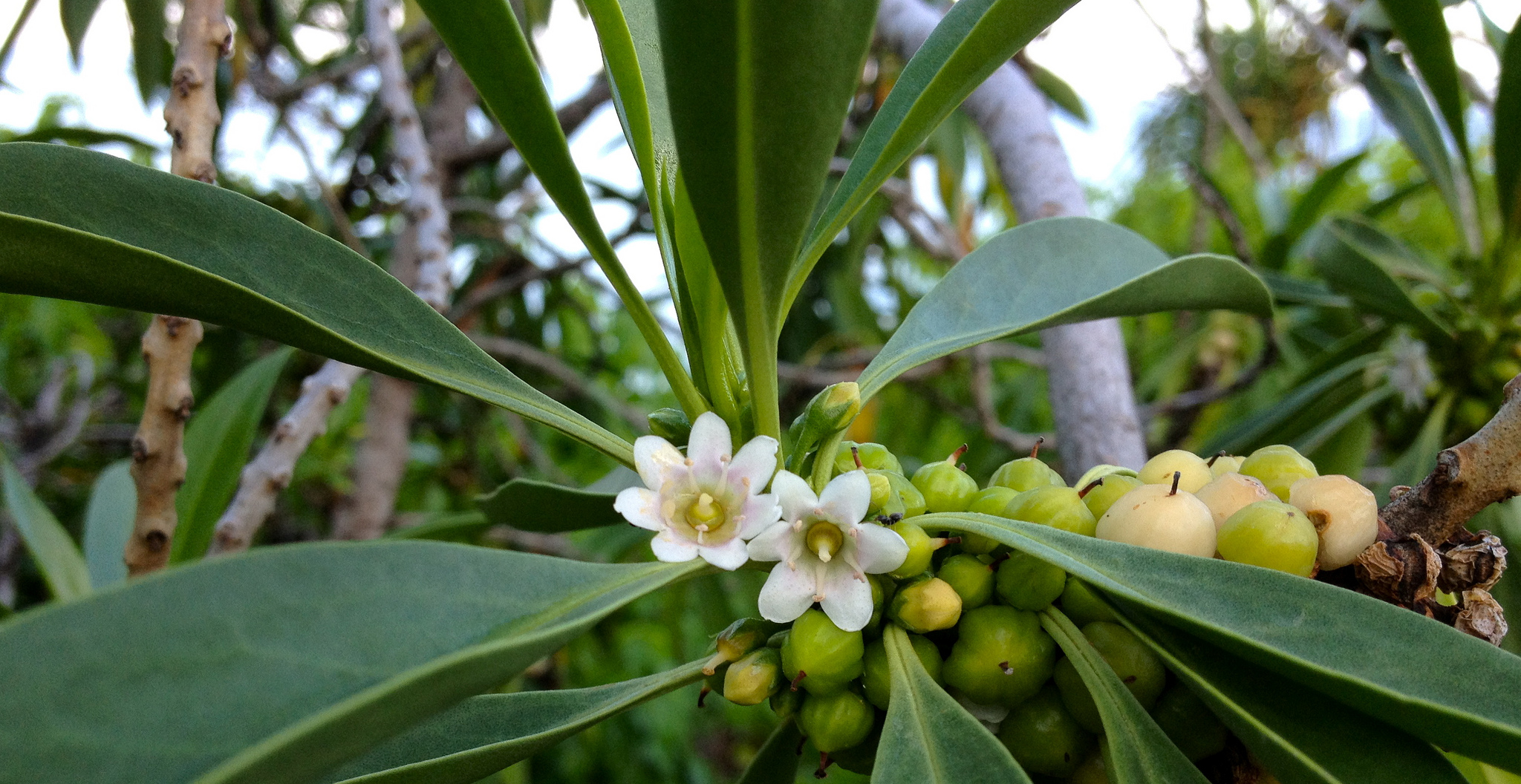 Представитель Семейства Myoporaceae